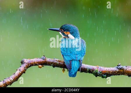 Aberystwyth, Ceredigion, Galles, Regno Unito. 25 Agosto 2020. Un kingfisher maschile (non arancione sulla bolletta inferiore) sta pescando sotto la pioggia su un laghetto del giardino mentre Storm Francis si sposta nella metà del Galles. Credit: Phil Jones/Alamy Live News Foto Stock