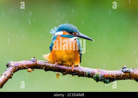 Aberystwyth, Ceredigion, Galles, Regno Unito. 25 Agosto 2020. Un kingfisher maschile (non arancione sulla bolletta inferiore) sta pescando sotto la pioggia su un laghetto del giardino mentre Storm Francis si sposta nella metà del Galles. Credit: Phil Jones/Alamy Live News Foto Stock