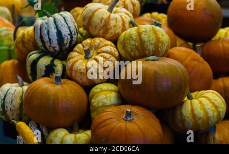 Varie misure, colori e forme di zucche sul mercato. Foto Stock