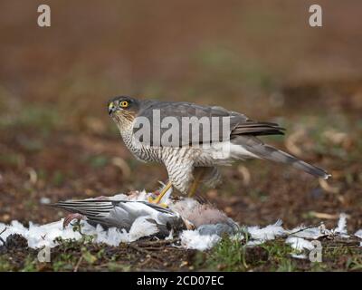 Eurasian Sparrowwawk Accipiter nisus femmina che si nuce su Pigeon di legno, Nord Norfolk estate Foto Stock