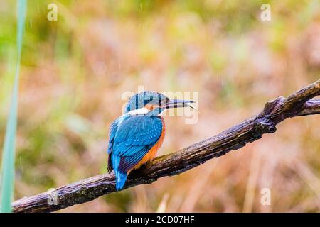 Un kingfisher maschile a caccia di un laghetto giardino a metà Galles Foto Stock