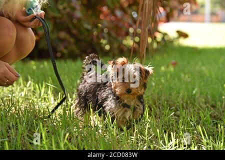 Donna cammina un terrier dello yorkshire su un guinzaglio Foto Stock