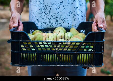 closeup di un giovane caucasico all'aperto con una cassa nera piena di pere mature, appena raccolte su un frutteto biologico Foto Stock