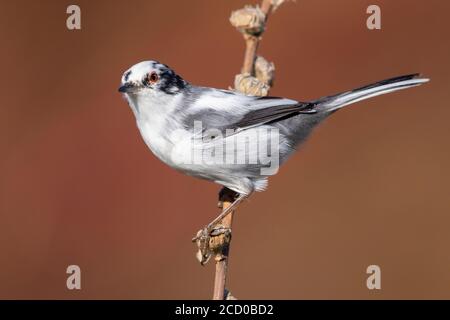 Trillo sardo (Sylvia melanocephala), leucistic maschio adulto in piedi su un gambo, Campania, Italia Foto Stock