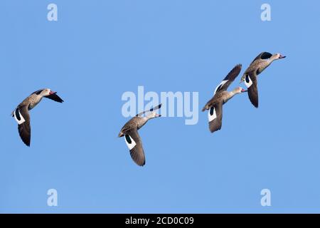 Capo Teal (Anas capensis), piccolo gregge in volo, Western Cape, Sud Africa Foto Stock