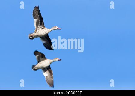 Capo Teal (Anas capensis), due maschi in volo mostra underparts, Western Cape, Sud Africa Foto Stock