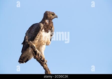 Martial Eagle (Polemaetus bellicosus), Adulto appollaiato su un ramo, Mpumalanga, Sud Africa Foto Stock