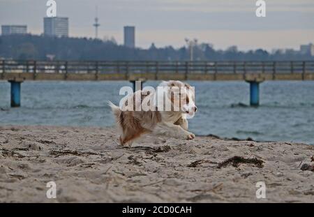 Primo piano di un bellissimo pastore australiano merle rosso che corre a. la spiaggia di mattina presto Foto Stock