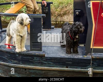 Due cani a poppa di una narrowboat che viaggia sul canale di Llangollen nel Galles del Nord, Regno Unito. Foto Stock