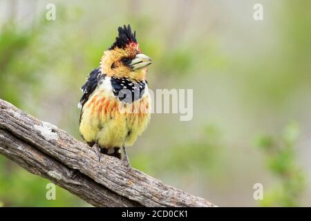 Crested Barbet (Trachyphonus vaillanti), la vista anteriore di un adulto appollaiato su un ramo, Mpumalanga, Sud Africa Foto Stock