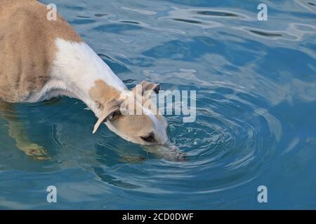 Cane cane bianco e marrone che beve acqua da una piscina Foto Stock