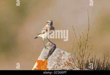 Capretto nero-arato occidentale (Oenanthe hispanica) giovanile nelle montagne di Malaga, Andalusia, Spagna. Foto Stock