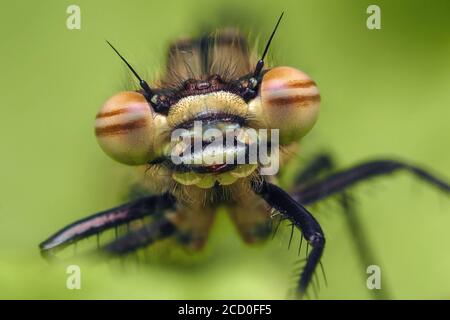 Primo piano di una grande mosca di Damselfly rossa (ninfula di Pyrrhosoma). Tipperary, Irlanda Foto Stock