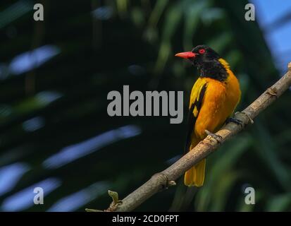 oriole con cappuccio nero, l'eccitante ecosfera del Kerala è sede di un'eccitante gamma di specie aviarie, rendendolo un paradiso per gli appassionati di uccelli. Foto Stock