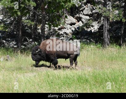 Pascolo di bisonti o bufali nel Custer state Park, South Dakota Foto Stock