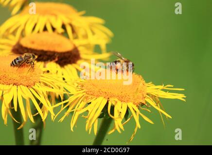 Bees lavoratori su fiori gialli Foto Stock