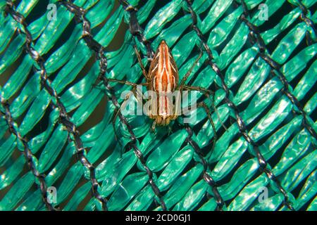 ragni in una rete verde, fiori, insetti, farfalle, foglie, libellula e ragni in estate vista giardino verde. Estate giardino scena. Foto Stock