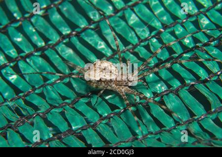 ragni in una rete verde, fiori, insetti, farfalle, foglie, libellula e ragni in estate vista giardino verde. Estate giardino scena. Foto Stock