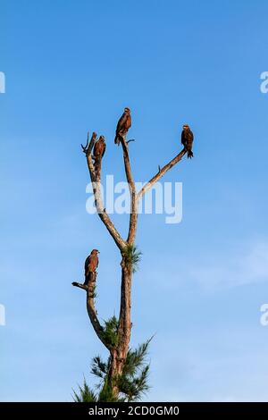 Black Kite, il paese di Dio, l'eccitante ecosfera del Kerala ospita un'eccitante gamma di specie aviarie, rendendolo un paradiso per gli appassionati di uccelli. Foto Stock