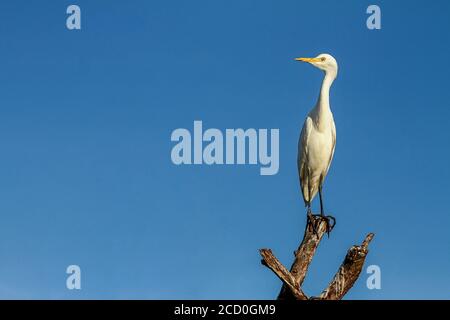 Il paese di Dio, l'eccitante ecosfera del Kerala, ospita un'eccitante gamma di specie aviarie, rendendolo un paradiso per gli amanti degli uccelli. Foto Stock