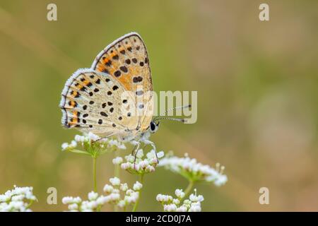 Soia farfalla di rame - Lycaena tityrus, bella farfalla colorata da prati e praterie europee, Zlin, Repubblica Ceca. Foto Stock