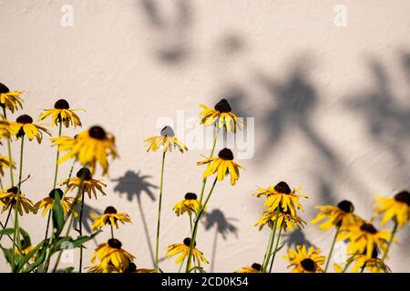 Susan Wildflowers dagli occhi neri al sole d'estate con ombre contro una parete abbronzata. Foto Stock