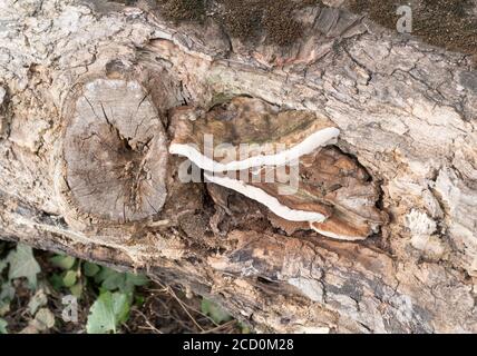 Un fungo che cresce su un tronco di albero morto, probabilmente Trametes versicolor o Turkeytail fungo, Co. Durham, Inghilterra, UK Foto Stock