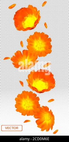 calendula 3d realistica su sfondo trasparente. Fiore marigold primo piano. Calendula fiore caduta da angolazioni diverse. Medicina calendula. Illustrazione vettoriale. Illustrazione Vettoriale