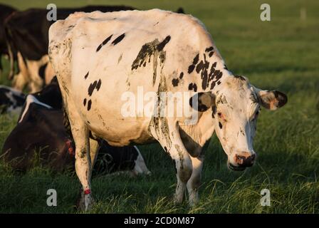 Mucca da latte che pascolano al tramonto in Irlanda rurale Foto Stock