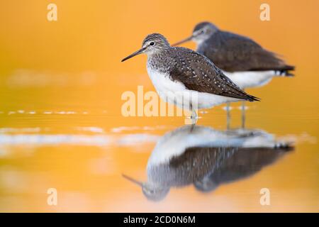 Green Sandpiper (Tringa ocropus), due persone che si trovano in acque poco profonde al tramonto in Italia. Foto Stock