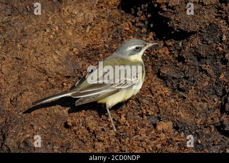 Wintering Yellow Wagnail (Motacilla tschutschensis tschutschensis) a Sedgeford, Norfolk, Inghilterra. Foto Stock