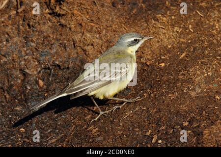 Wintering Yellow Wagnail (Motacilla tschutschensis tschutschensis) a Sedgeford, Norfolk, Inghilterra. Foto Stock