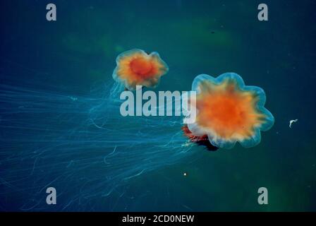 Primo piano di Mane Jellyfish del Leone in acqua Foto Stock