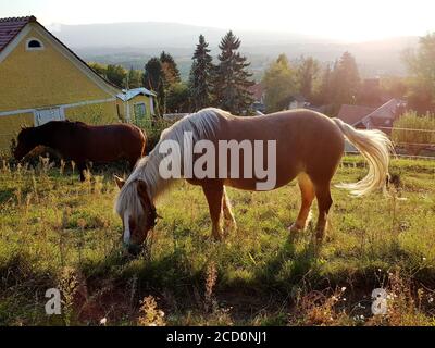 Cavalli che pascolano sul pascolo in Austria illuminati dal sole che tramonta in estate. Foto Stock