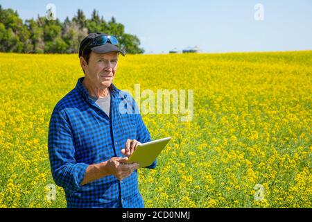 Coltivatore in piedi in un campo di canola utilizzando una tavoletta e ispezionando il rendimento; Alberta, Canada Foto Stock