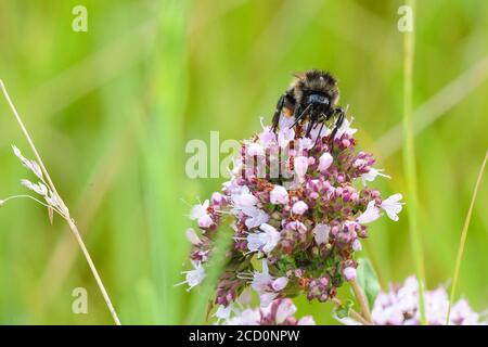 Bumblebee che si nutrono di fiori rosa da giardino con sfocato fuori mettere a fuoco lo sfondo naturale Foto Stock