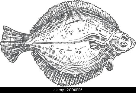 Figura vettoriale disegnata a mano con il segnalatore acustico. Schizzo di pesce piatto astratto. Disegno stile incisione. Illustrazione Vettoriale