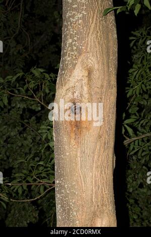 Noctule (Nyctalus noctula) che chiama dal buco dell'albero nei Paesi Bassi. Foto Stock