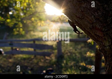 Vliegend hert, Stag beetle, Lucanus cervus Foto Stock