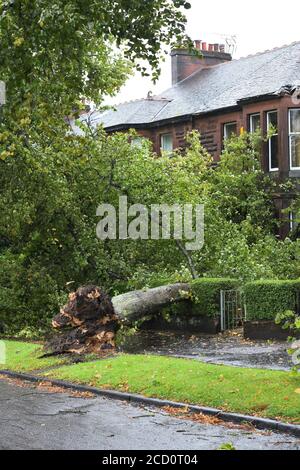 25 agosto 2020. Glasgow, Scozia, Regno Unito. I residenti in Balshagray Ave. Hanno avuto una fortunata fuga quando Storm Francis ha portato giù un grande albero che ha colpito le gronde prima di atterrare attraverso la parte anteriore delle case. Foto Stock