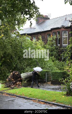 25 agosto 2020. Glasgow, Scozia, Regno Unito. I residenti in Balshagray Ave. Hanno avuto una fortunata fuga quando Storm Francis ha portato giù un grande albero che ha colpito le gronde prima di atterrare attraverso la parte anteriore delle case. Foto Stock