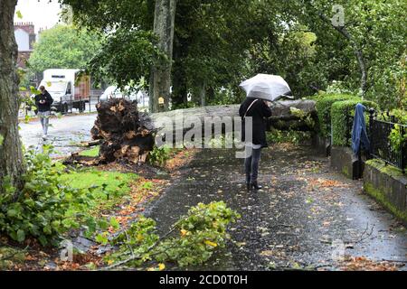 25 agosto 2020. Glasgow, Scozia, Regno Unito. I residenti in Balshagray Ave. Hanno avuto una fortunata fuga quando Storm Francis ha portato giù un grande albero che ha colpito le gronde prima di atterrare attraverso la parte anteriore delle case. Foto Stock