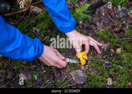 Tenendo un coltello e tagliando il fungo di chanterelle in una foresta Foto Stock