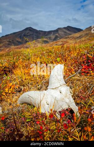 Cranio di pecora dall su tundra di colore autunnale, Brooks Mountains sullo sfondo. Porte del Parco Nazionale Artico e riserva, Alaska Artico in au... Foto Stock