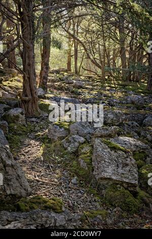 La luce appicciata sul sentiero che si intreccia attraverso il pavimento di pietra calcarea con luce solare che brilla attraverso gli alberi, Cringlebarrow Woods, Yealan Foto Stock