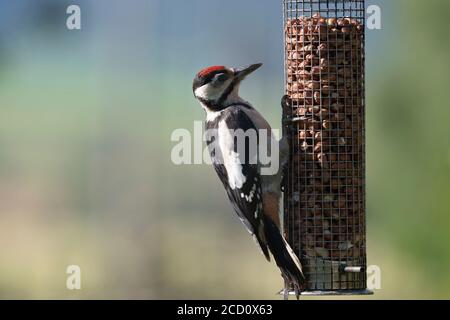 Un Picchio Javenile Grande puntato, o Pied, (Dendrocopos Major) appollaiato su un alimentatore di uccelli Giardino Foto Stock