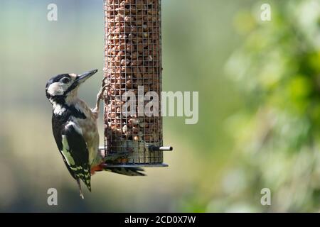 Un Picchio pettinato grande femmina adulto (Dendrocopos Major) Si aggranta ad un alimentatore di arachide da giardino Foto Stock