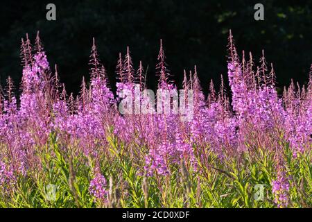 Un'andana di Rosebay Willowwib (Chamerion Angustifolium) Nel sole contro uno sfondo scuro Foto Stock