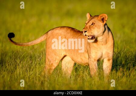 Primo piano della leonessa (Panthera leo) in piedi nella lunga erba sulla savana, girando la testa e guardando in lontananza; Tanzania Foto Stock