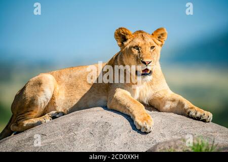 Leonessa (Panthera leo) adagiata su una roccia al sole; Tanzania Foto Stock